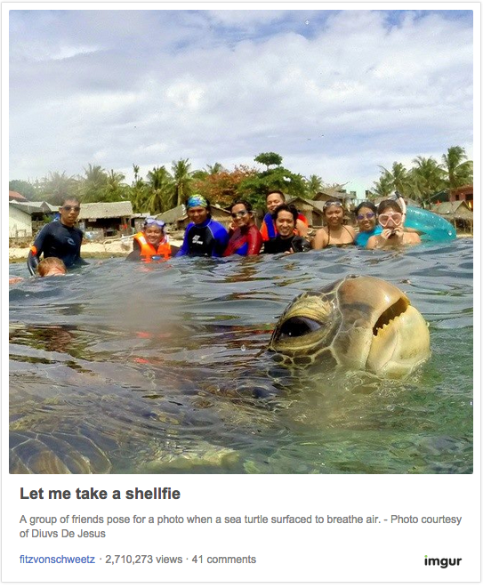 Turtle